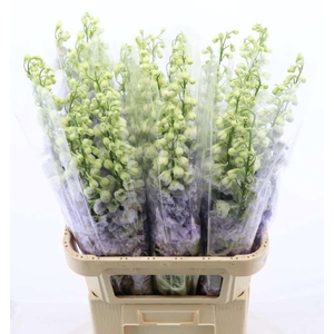 Delphinium Lavender Love