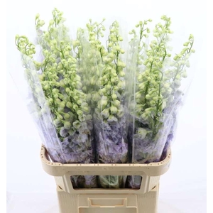 Delphinium Lavender Love