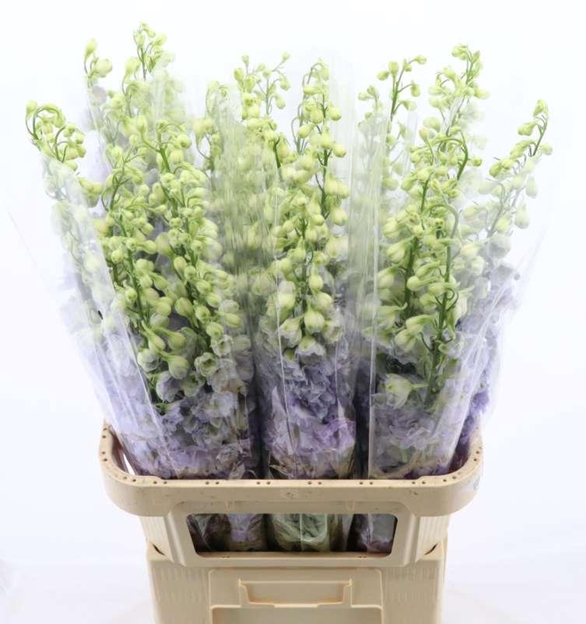 <h4>Delphinium Lavender Love</h4>