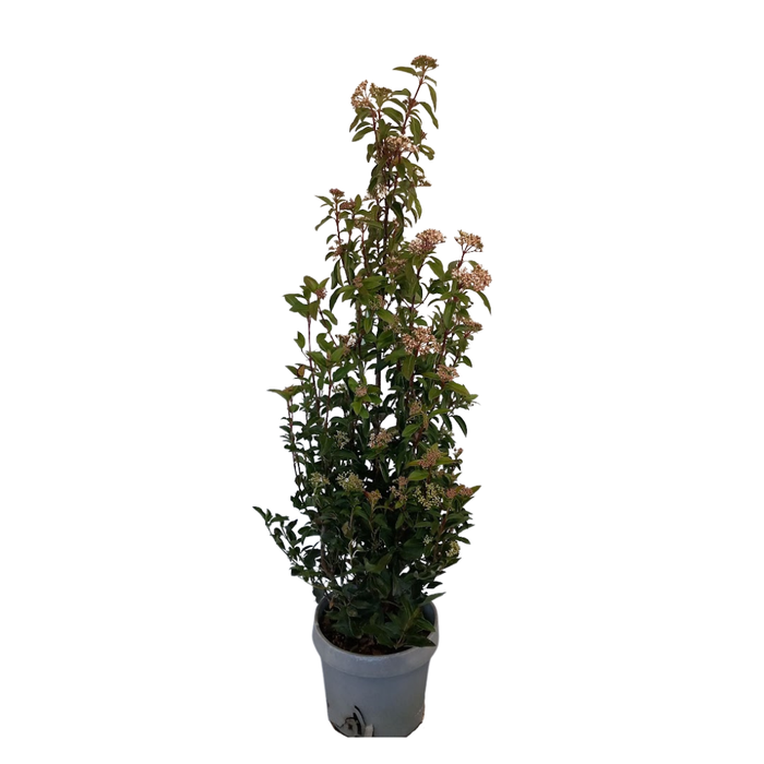 <h4>Viburnum overig</h4>