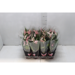 ANTHURIUM LILLI P09 PREMIUM