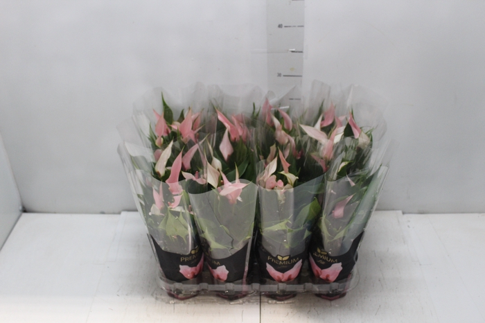 <h4>ANTHURIUM LILLI P09 PREMIUM</h4>