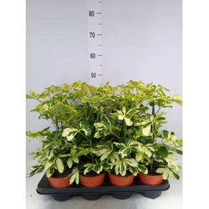 Schefflera arbor. 'Charlotte'
