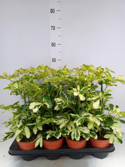<h4>Schefflera arbor. 'Charlotte'</h4>