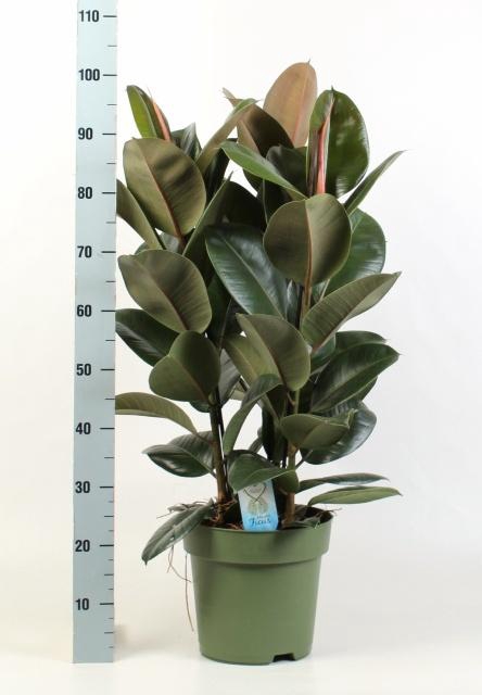 <h4>FIC EL CLOE</h4>