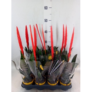 Vriesea  'Era'