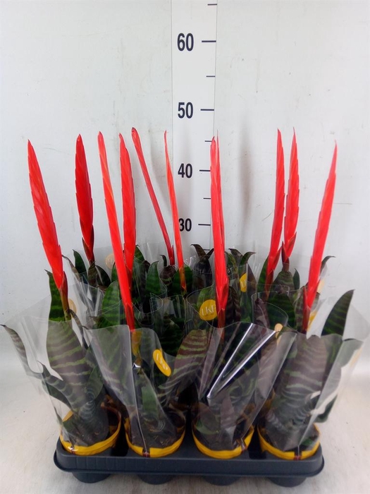 <h4>Vriesea  'Era'</h4>