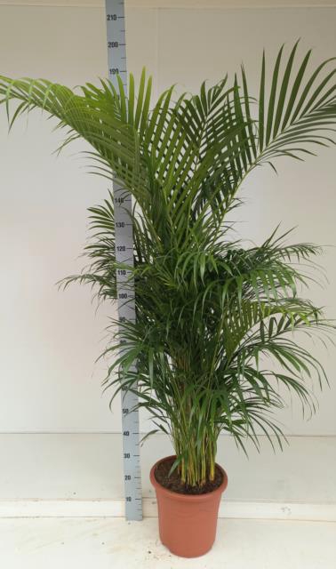 <h4>DYPSIS LUTESCENS</h4>