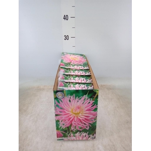 Dahlia   ...flowerbulbs