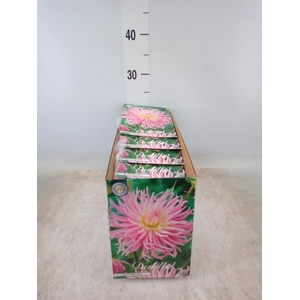 Dahlia   ...flowerbulbs