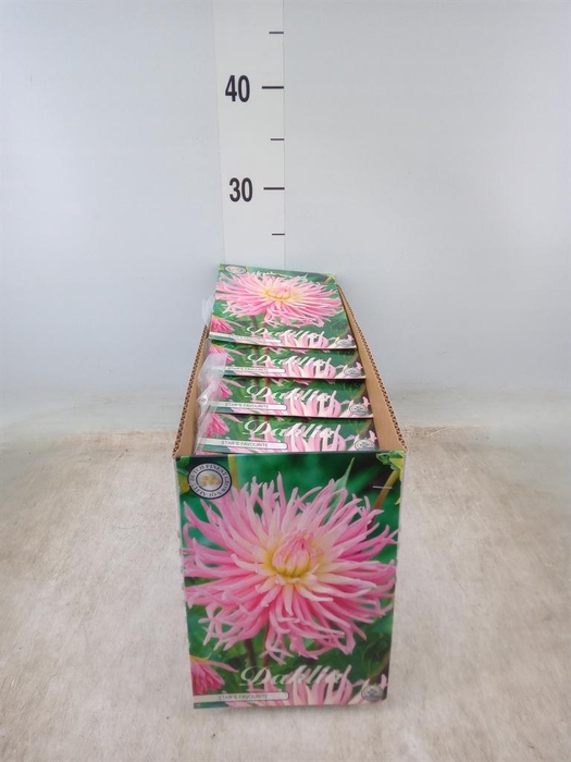 <h4>Dahlia   ...flowerbulbs</h4>