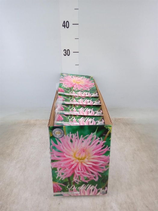 <h4>Dahlia   ...flowerbulbs</h4>