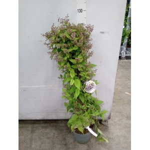 Deutzia   ...