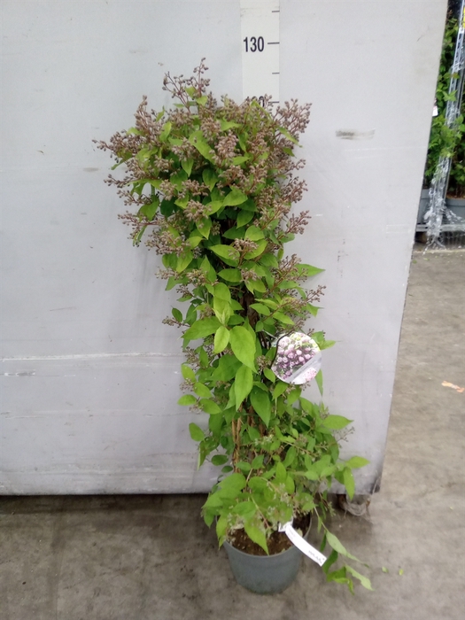 <h4>Deutzia   ...</h4>