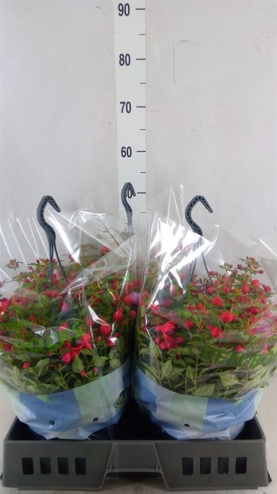 <h4>Fuchsia  'Bella Fuchsia Lydia'</h4>