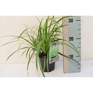 Carex Morrowii Ice Dance