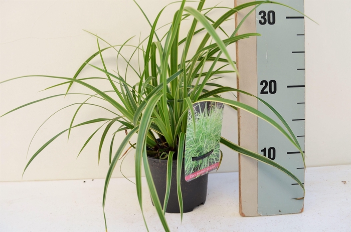 <h4>Carex Morrowii Ice Dance</h4>