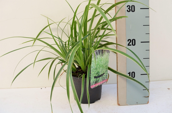 <h4>Carex Morrowii Ice Dance</h4>