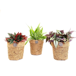 Kokopot 13 cm Eden Collection