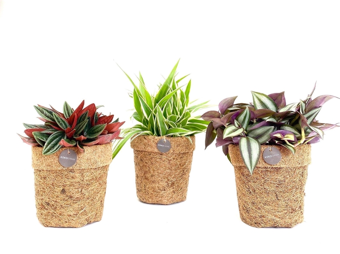 <h4>Kokopot 13 cm Eden Collection</h4>