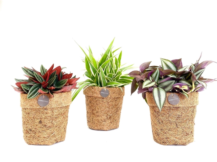 <h4>Kokopot 13 cm Eden Collection</h4>