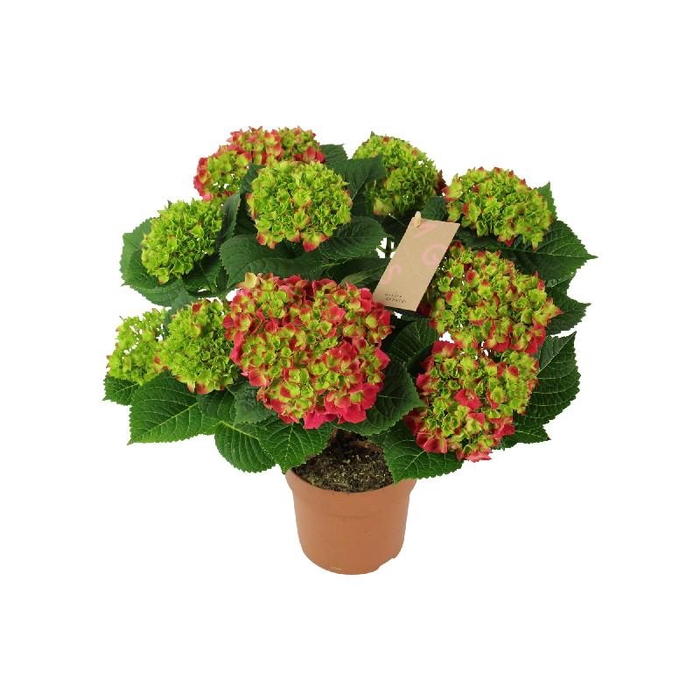 <h4>Hydrangea Macrophylla rood Hi Tornado 7+ kop, beperkt</h4>