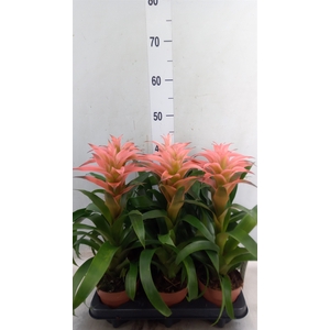 Guzmania  'Melissa'