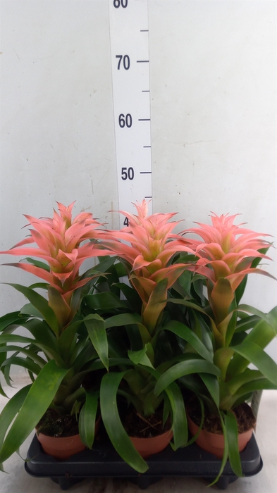 <h4>Guzmania  'Melissa'</h4>