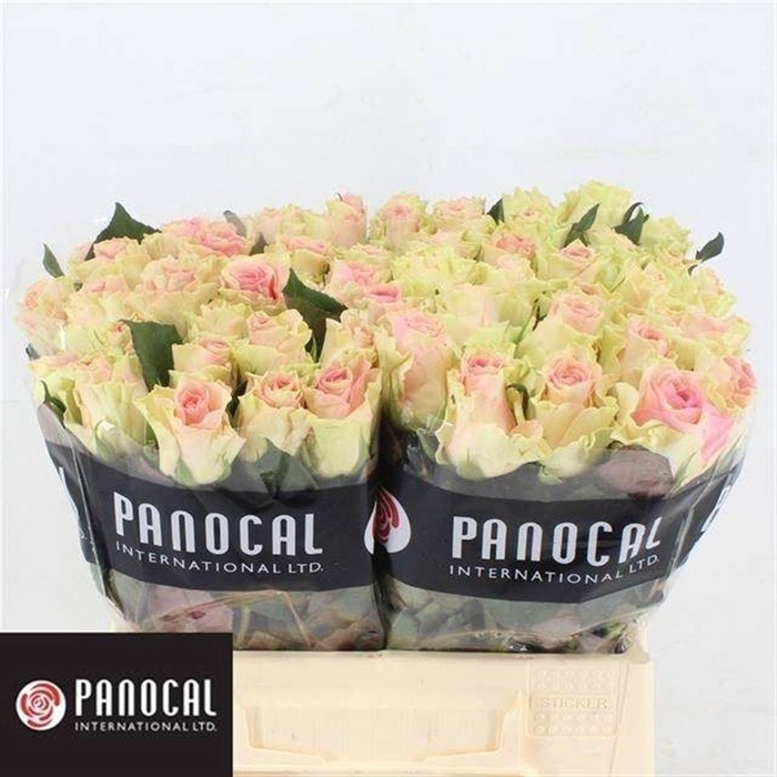 <h4>R GR TOP GEAR!</h4>