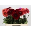 Dahlia Gemengd in fust