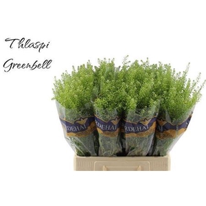 Lepidium Ru Green Bell