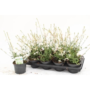 GAUR LI GEYSER WHITE