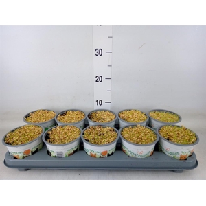 Hordeum sp.   ...kattegras zaai