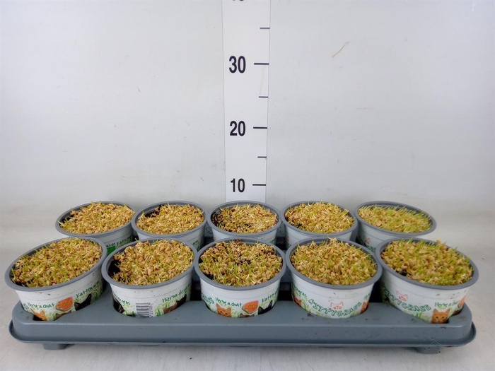 <h4>Hordeum sp.   ...kattegras zaai</h4>