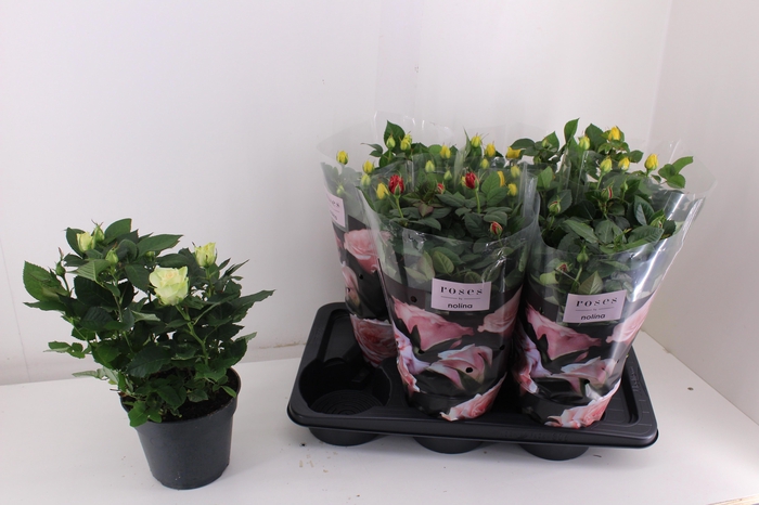 <h4>RO PALACE GEM 4 SRT</h4>