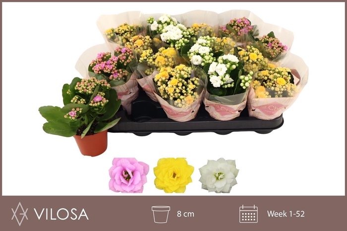 <h4>KAL GE GEM 3 KL</h4>