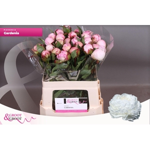 Paeonia Gardenia