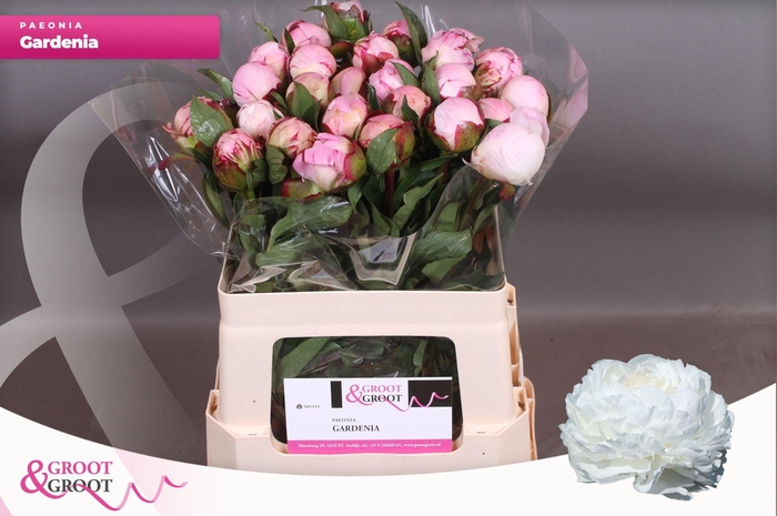 <h4>Paeonia Gardenia</h4>