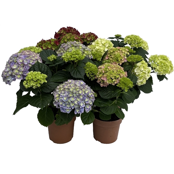 <h4>Hydrangea mix 14 cm 5 kop rijp 2</h4>