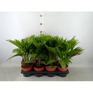 Livistona rotundifolia