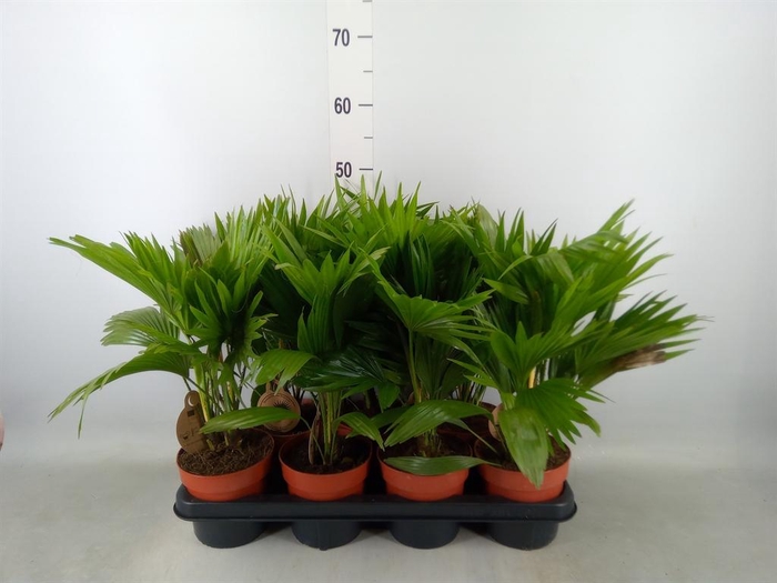 <h4>Livistona rotundifolia</h4>