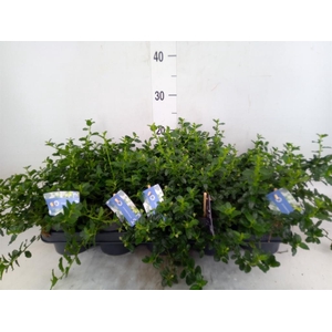 Ceanothus thyrsiflorus var. repens