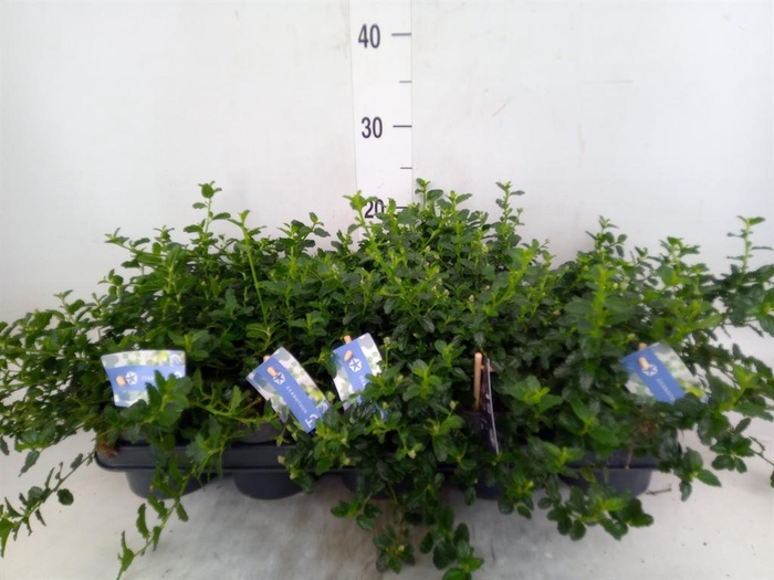 <h4>Ceanothus thyrsiflorus var. repens</h4>