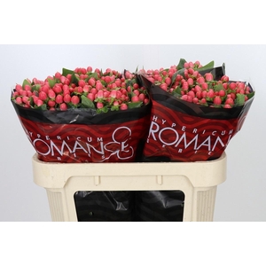 Hyp Sweet Romance
