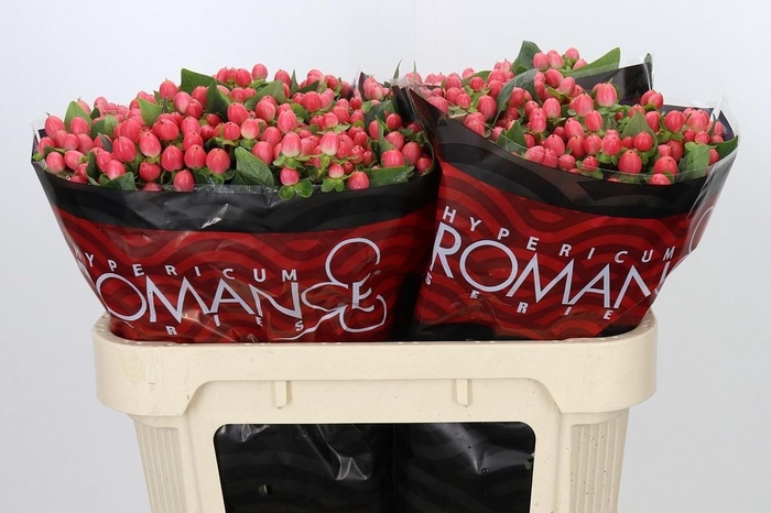 <h4>Hyp Sweet Romance</h4>