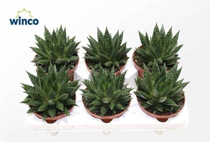 <h4>Aloe D Due</h4>