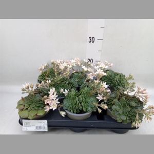 Graptopetalum tacitus   ...bloeiend