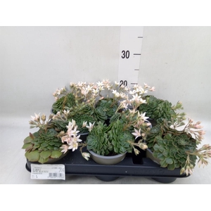 Graptopetalum tacitus   ...bloeiend