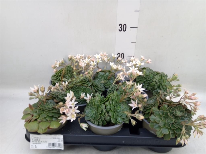 <h4>Graptopetalum tacitus   ...bloeiend</h4>