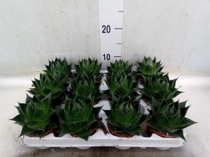 <h4>Aloe aristata 'Cosmo'</h4>
